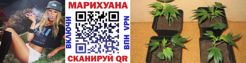 Купить где  Вятские Поляны  Каннабис AK-47 